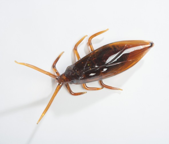 Cockroach Closeup